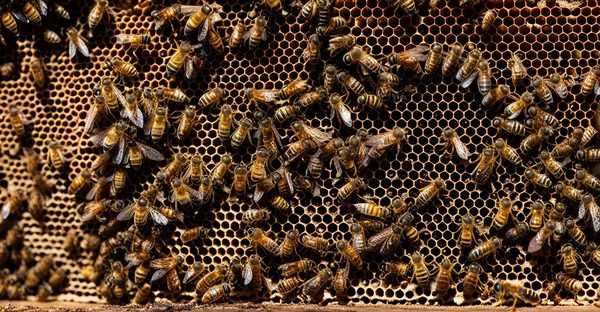 Destruction des nids de frelons : protéger vos abeilles !